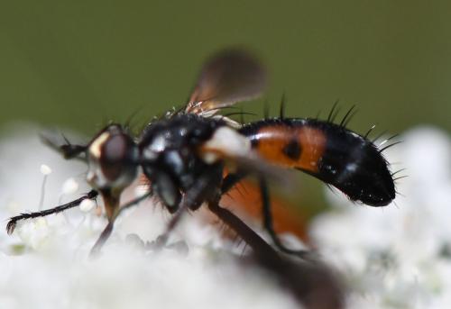 Cylindromyia sp.